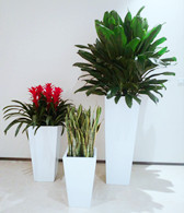 北京專業的綠植租擺公司