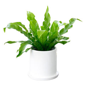 北京綠植租擺公司綠植養護的小妙招