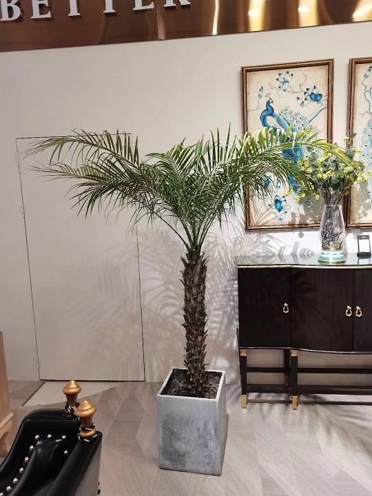 麗澤橋商務區專業綠植租擺公司