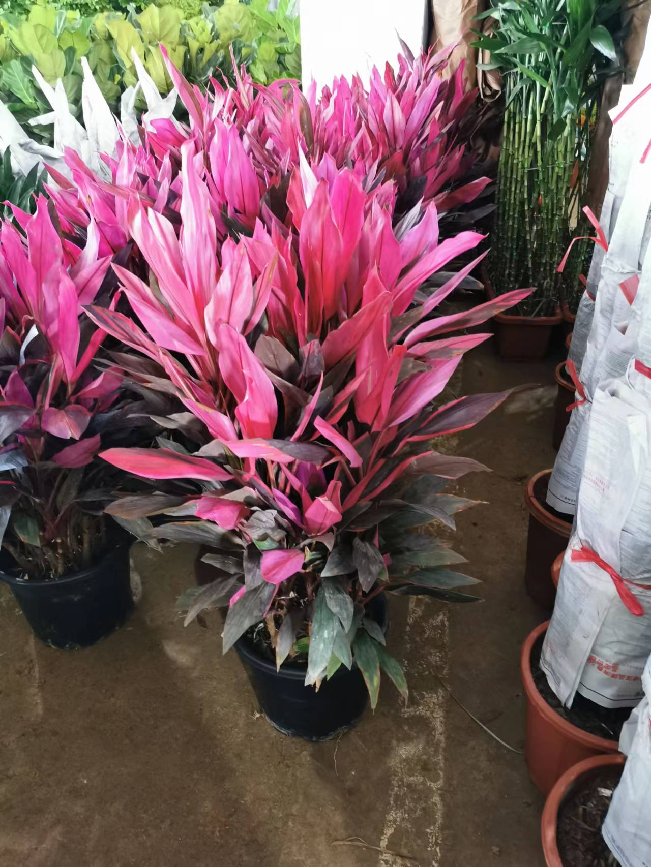 辦公室綠植養護管理方案