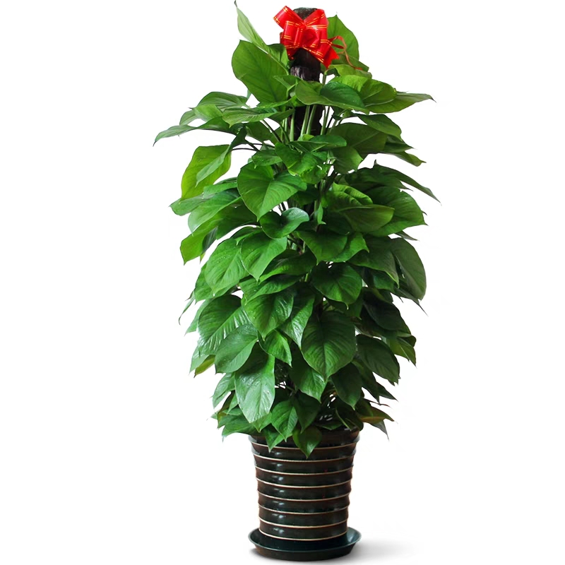 海淀區寫字樓綠植租擺花卉租賃辦公室綠化