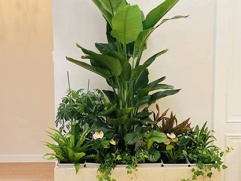 北京花卉租擺養(yǎng)護